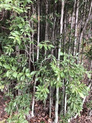 Elaeocarpus obovatus