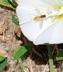 Toxomerus marginatus