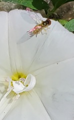 Toxomerus marginatus