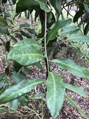 Capparis arborea