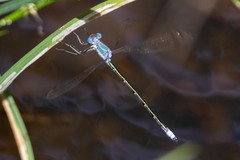 Lestes dryas