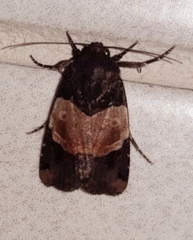 Hampsonodes