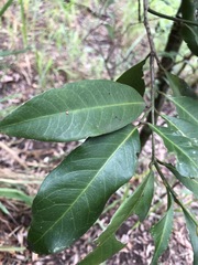 Capparis arborea