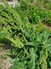 Rumex
