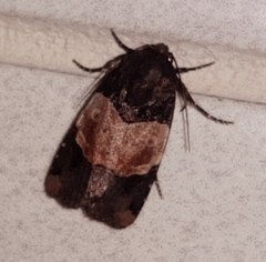 Hampsonodes