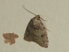 Tolpia conscitulana