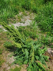 Rumex