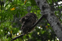 Strix occidentalis caurina