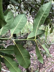 Capparis arborea