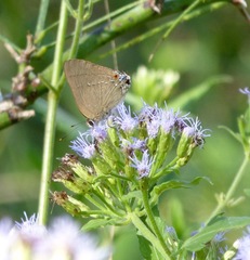 Allosmaitia strophius