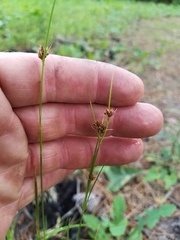 Rhynchospora harveyi