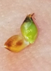 Rhynchospora harveyi