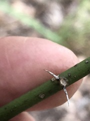 Capparis arborea