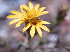 Lessingia pectinata pectinata