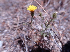 Lessingia pectinata pectinata