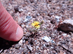 Lessingia pectinata pectinata