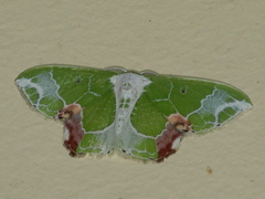 Protuliocnemis partita