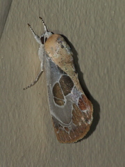 Westermannia gloriosa