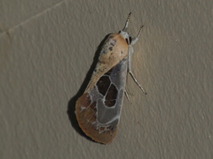 Westermannia gloriosa