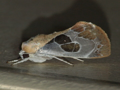 Westermannia gloriosa