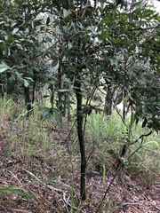 Capparis arborea