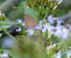 Allosmaitia strophius