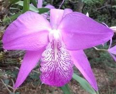 Laelia speciosa