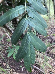 Flindersia schottiana