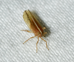 Stenocranus dorsalis