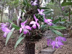 Laelia speciosa