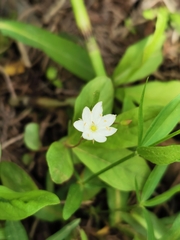Lysimachia europaea