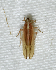 Stenocranus dorsalis