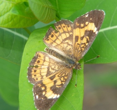 Chlosyne nycteis