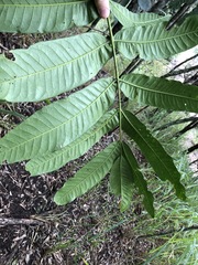 Flindersia schottiana