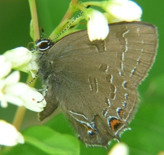 Satyrium calanus