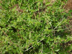 Ceanothus foliosus foliosus