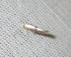 Argyresthia spinosella