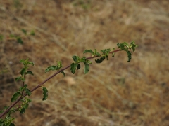 Ceanothus foliosus foliosus