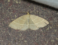 Trisateles emortualis