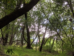 Strix occidentalis caurina