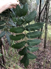 Flindersia schottiana