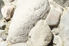 Lasiopogon