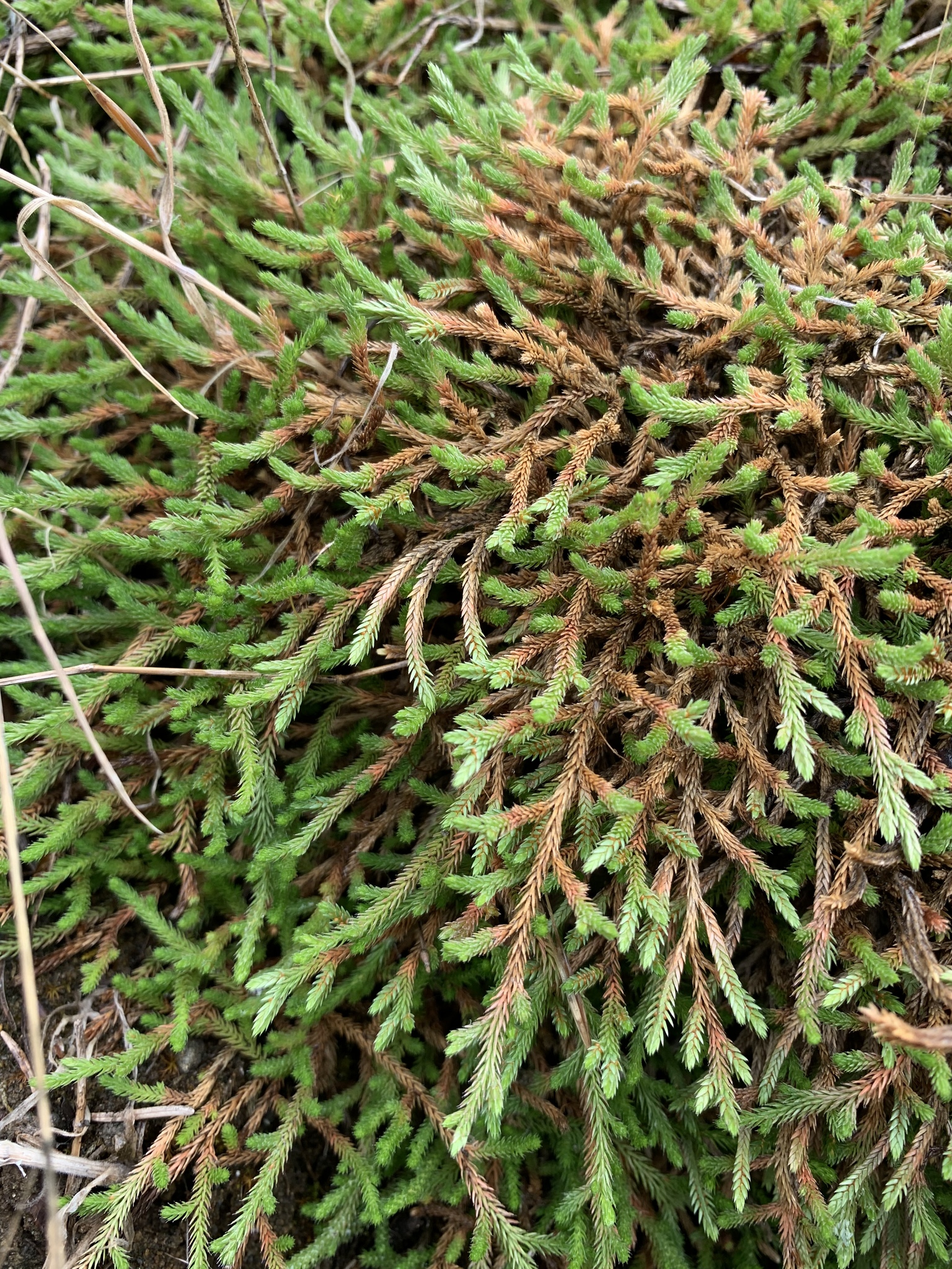 Selaginella wallacei