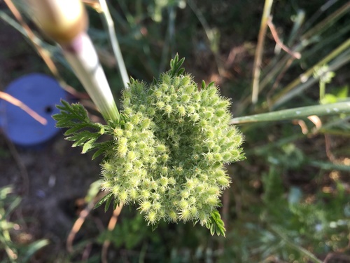 iNaturalist observation photo of American wild carrot