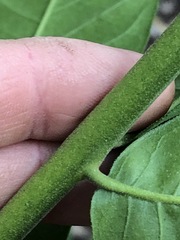 Flindersia schottiana