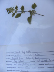 Urtica chamaedryoides