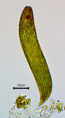 Lepocinclis fusca