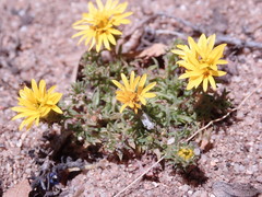 Lessingia pectinata pectinata