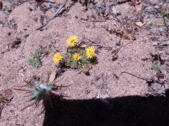 Lessingia pectinata pectinata