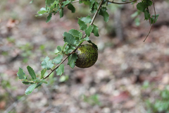 Disholandricus reniformis